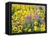 USA, Washington State. Arrowleaf balsamroot and lupine-Terry Eggers-Framed Stretched Canvas