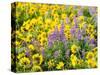 USA, Washington State. Arrowleaf balsamroot and lupine-Terry Eggers-Stretched Canvas