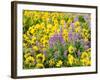 USA, Washington State. Arrowleaf balsamroot and lupine-Terry Eggers-Framed Photographic Print