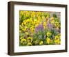 USA, Washington State. Arrowleaf balsamroot and lupine-Terry Eggers-Framed Photographic Print