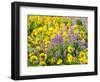 USA, Washington State. Arrowleaf balsamroot and lupine-Terry Eggers-Framed Photographic Print