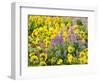 USA, Washington State. Arrowleaf balsamroot and lupine-Terry Eggers-Framed Photographic Print