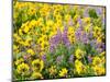 USA, Washington State. Arrowleaf balsamroot and lupine-Terry Eggers-Mounted Photographic Print