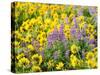 USA, Washington State. Arrowleaf balsamroot and lupine-Terry Eggers-Stretched Canvas