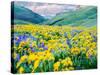 USA, Washington State. Arrowleaf balsamroot and lupine-Terry Eggers-Stretched Canvas