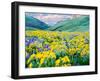 USA, Washington State. Arrowleaf balsamroot and lupine-Terry Eggers-Framed Photographic Print