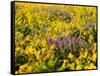 USA, Washington State. Arrowleaf balsamroot and lupine-Terry Eggers-Framed Stretched Canvas