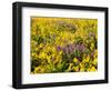 USA, Washington State. Arrowleaf balsamroot and lupine-Terry Eggers-Framed Photographic Print