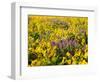 USA, Washington State. Arrowleaf balsamroot and lupine-Terry Eggers-Framed Photographic Print