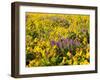 USA, Washington State. Arrowleaf balsamroot and lupine-Terry Eggers-Framed Photographic Print