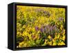 USA, Washington State. Arrowleaf balsamroot and lupine-Terry Eggers-Framed Stretched Canvas
