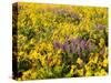 USA, Washington State. Arrowleaf balsamroot and lupine-Terry Eggers-Stretched Canvas