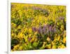 USA, Washington State. Arrowleaf balsamroot and lupine-Terry Eggers-Framed Photographic Print