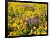 USA, Washington State. Arrowleaf balsamroot and lupine-Terry Eggers-Framed Photographic Print