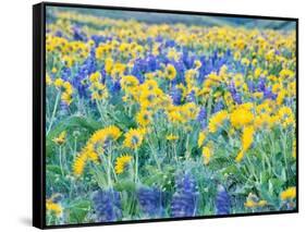 USA, Washington State. Arrowleaf balsamroot and lupine-Terry Eggers-Framed Stretched Canvas