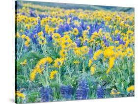 USA, Washington State. Arrowleaf balsamroot and lupine-Terry Eggers-Stretched Canvas