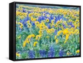 USA, Washington State. Arrowleaf balsamroot and lupine-Terry Eggers-Framed Stretched Canvas