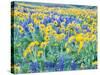 USA, Washington State. Arrowleaf balsamroot and lupine-Terry Eggers-Stretched Canvas