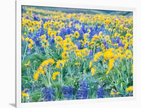 USA, Washington State. Arrowleaf balsamroot and lupine-Terry Eggers-Framed Photographic Print