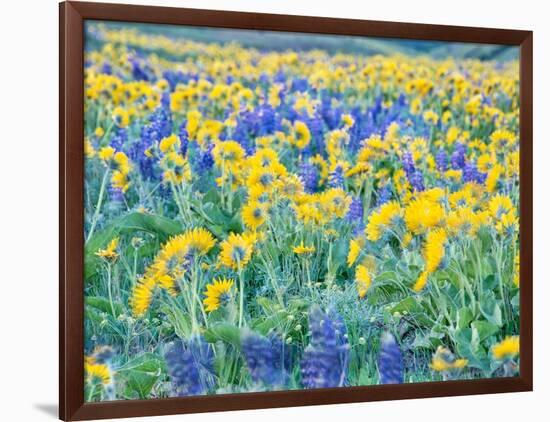 USA, Washington State. Arrowleaf balsamroot and lupine-Terry Eggers-Framed Photographic Print