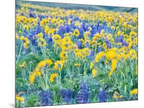 USA, Washington State. Arrowleaf balsamroot and lupine-Terry Eggers-Mounted Photographic Print