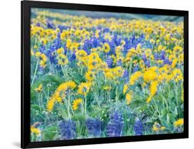 USA, Washington State. Arrowleaf balsamroot and lupine-Terry Eggers-Framed Photographic Print