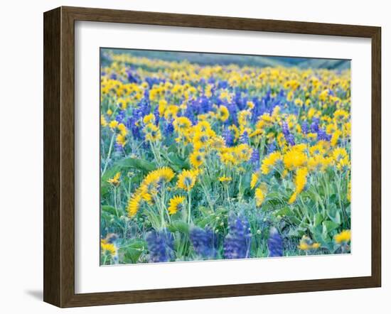 USA, Washington State. Arrowleaf balsamroot and lupine-Terry Eggers-Framed Photographic Print