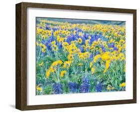 USA, Washington State. Arrowleaf balsamroot and lupine-Terry Eggers-Framed Photographic Print