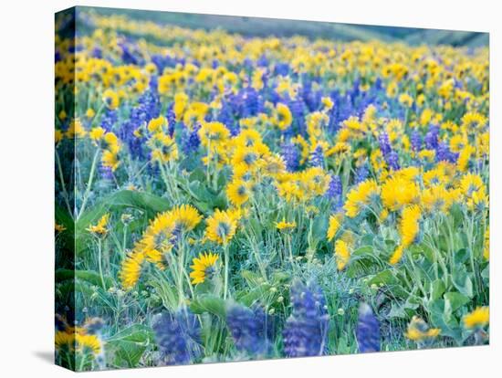 USA, Washington State. Arrowleaf balsamroot and lupine-Terry Eggers-Stretched Canvas