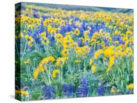 USA, Washington State. Arrowleaf balsamroot and lupine-Terry Eggers-Stretched Canvas