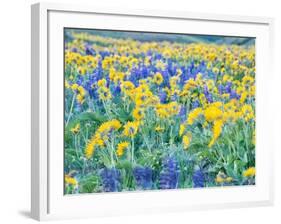 USA, Washington State. Arrowleaf balsamroot and lupine-Terry Eggers-Framed Photographic Print