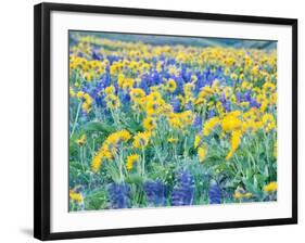 USA, Washington State. Arrowleaf balsamroot and lupine-Terry Eggers-Framed Photographic Print