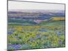 USA, Washington State. Arrowleaf balsamroot and lupine-Terry Eggers-Mounted Photographic Print