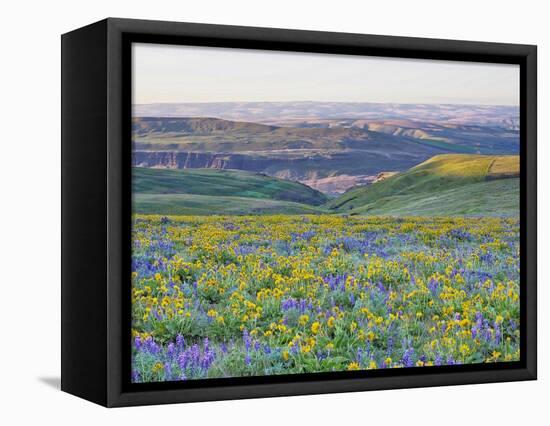 USA, Washington State. Arrowleaf balsamroot and lupine-Terry Eggers-Framed Stretched Canvas