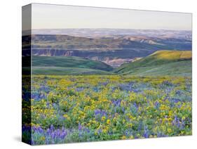 USA, Washington State. Arrowleaf balsamroot and lupine-Terry Eggers-Stretched Canvas