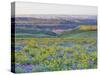 USA, Washington State. Arrowleaf balsamroot and lupine-Terry Eggers-Stretched Canvas