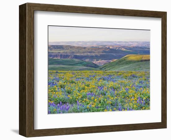 USA, Washington State. Arrowleaf balsamroot and lupine-Terry Eggers-Framed Photographic Print