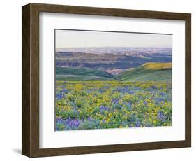 USA, Washington State. Arrowleaf balsamroot and lupine-Terry Eggers-Framed Photographic Print