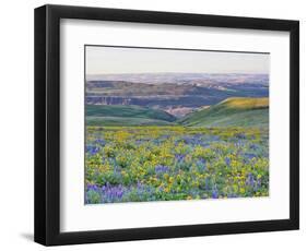 USA, Washington State. Arrowleaf balsamroot and lupine-Terry Eggers-Framed Photographic Print