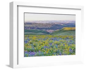 USA, Washington State. Arrowleaf balsamroot and lupine-Terry Eggers-Framed Photographic Print