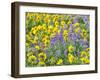 USA, Washington State. Arrowleaf balsamroot and lupine-Terry Eggers-Framed Photographic Print