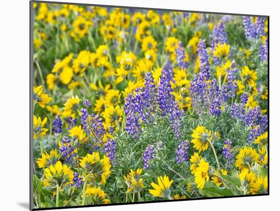 USA, Washington State. Arrowleaf balsamroot and lupine-Terry Eggers-Mounted Photographic Print