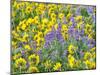 USA, Washington State. Arrowleaf balsamroot and lupine-Terry Eggers-Mounted Photographic Print