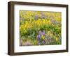 USA, Washington State. Arrowleaf balsamroot and lupine-Terry Eggers-Framed Photographic Print