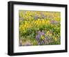 USA, Washington State. Arrowleaf balsamroot and lupine-Terry Eggers-Framed Photographic Print