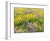 USA, Washington State. Arrowleaf balsamroot and lupine-Terry Eggers-Framed Photographic Print