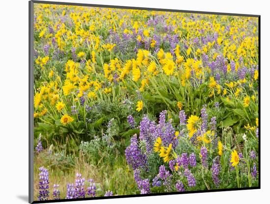 USA, Washington State. Arrowleaf balsamroot and lupine-Terry Eggers-Mounted Photographic Print