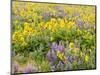 USA, Washington State. Arrowleaf balsamroot and lupine-Terry Eggers-Mounted Photographic Print