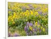 USA, Washington State. Arrowleaf balsamroot and lupine-Terry Eggers-Framed Photographic Print