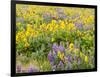 USA, Washington State. Arrowleaf balsamroot and lupine-Terry Eggers-Framed Photographic Print